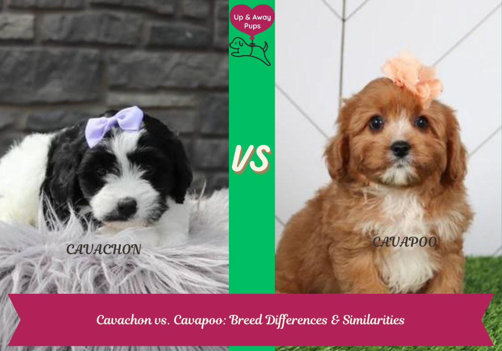 Cavachon vs. Cavapoo