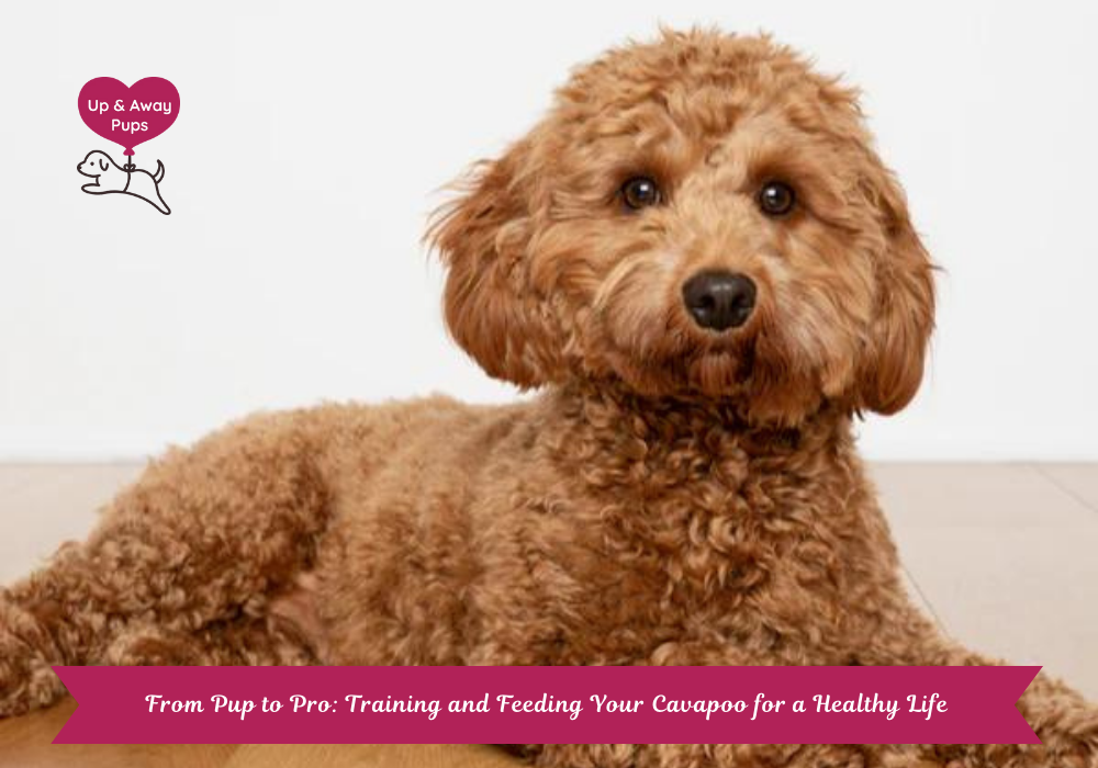 Cavapoo puppy