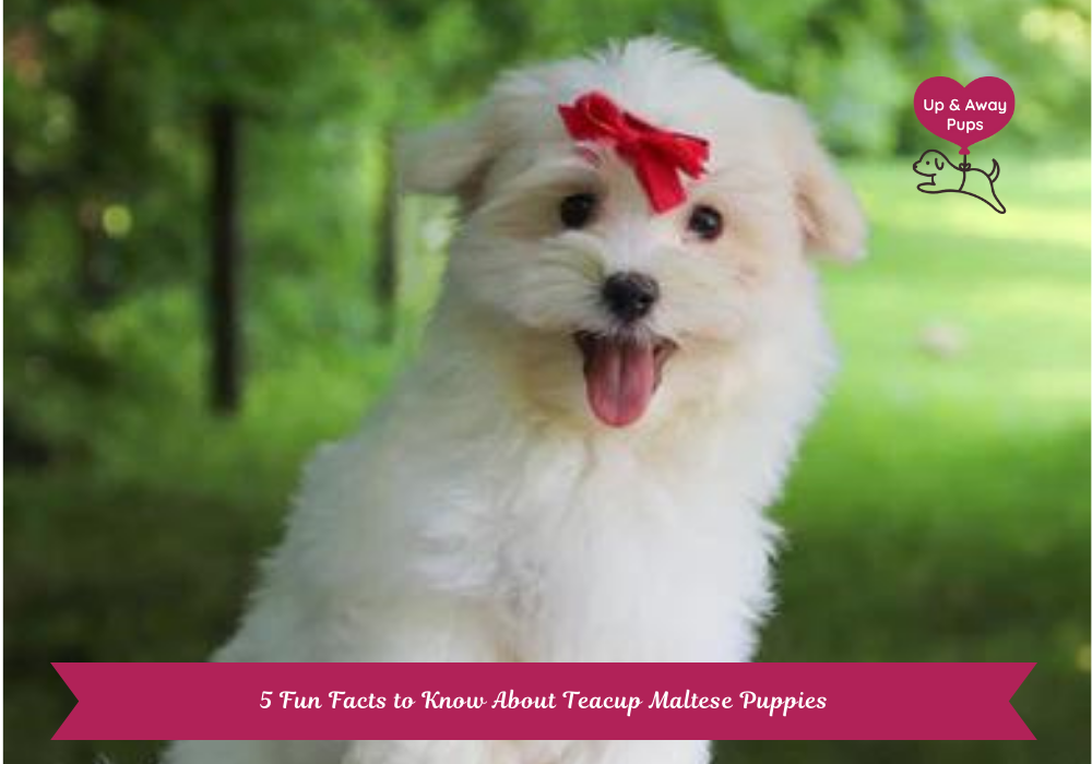 Teacup Maltese Puppies