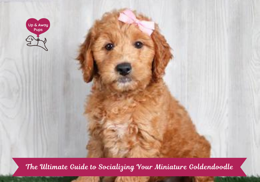 Miniature Goldendoodle