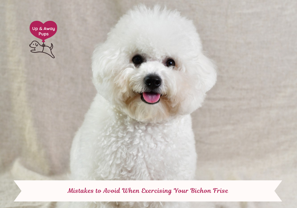 Bichon Frise