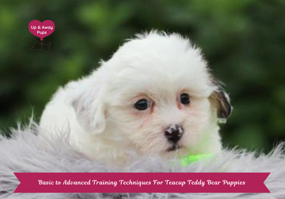 Teacup Teddy Bear