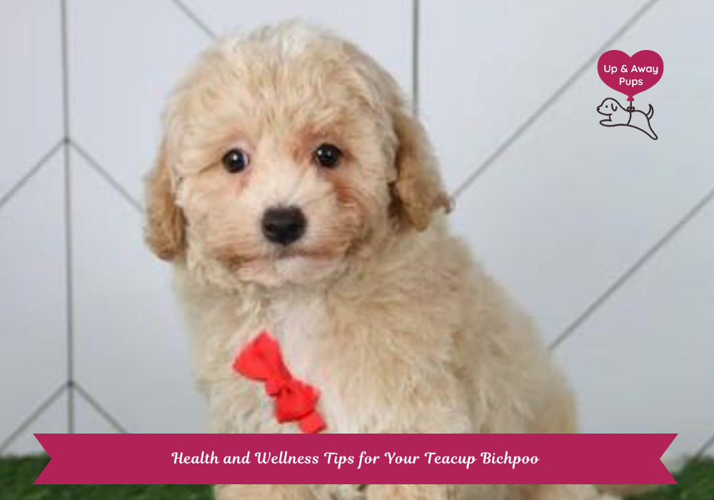 Teacup Bichpoo