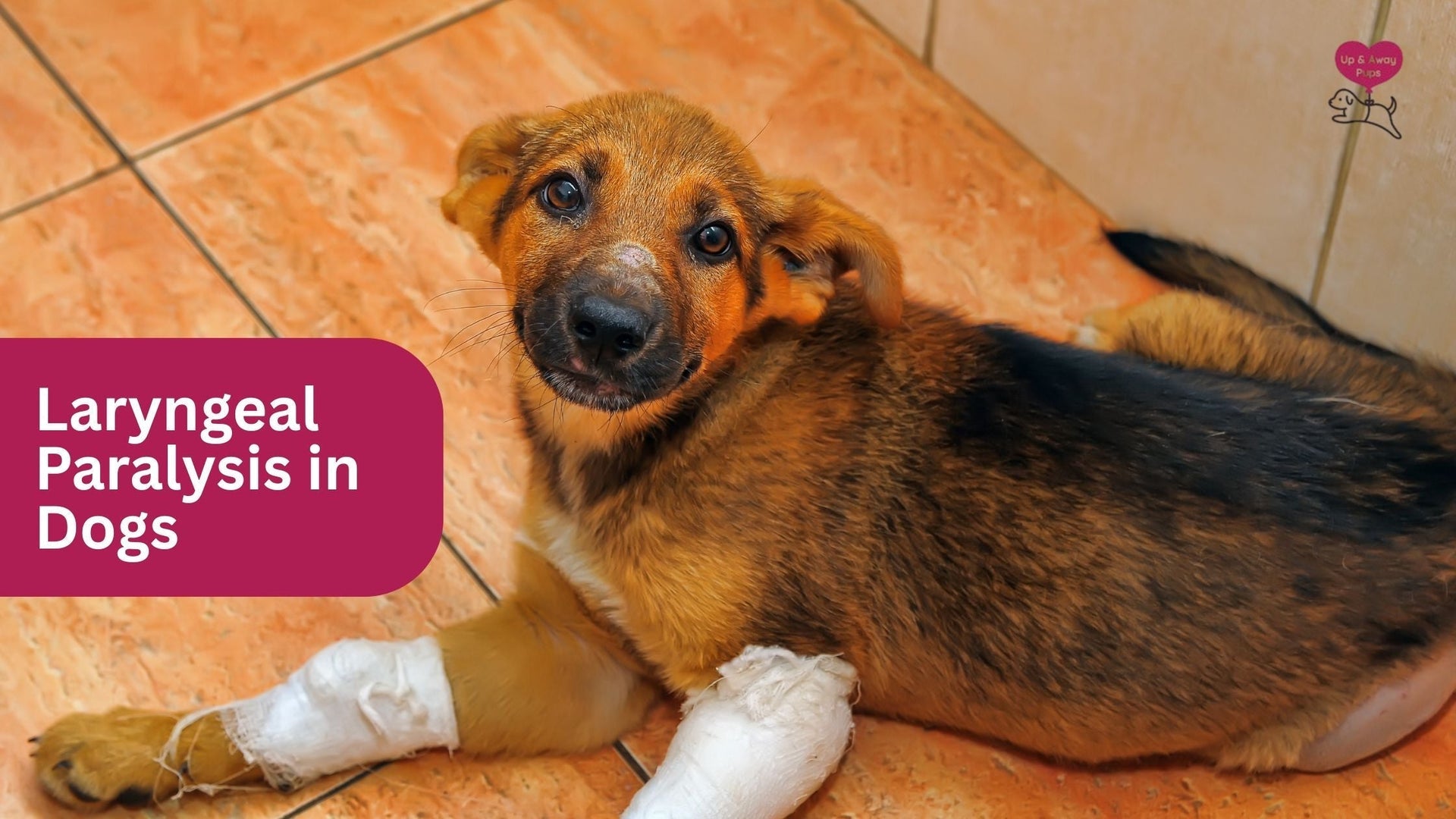 Laryngeal Paralysis in Dogs