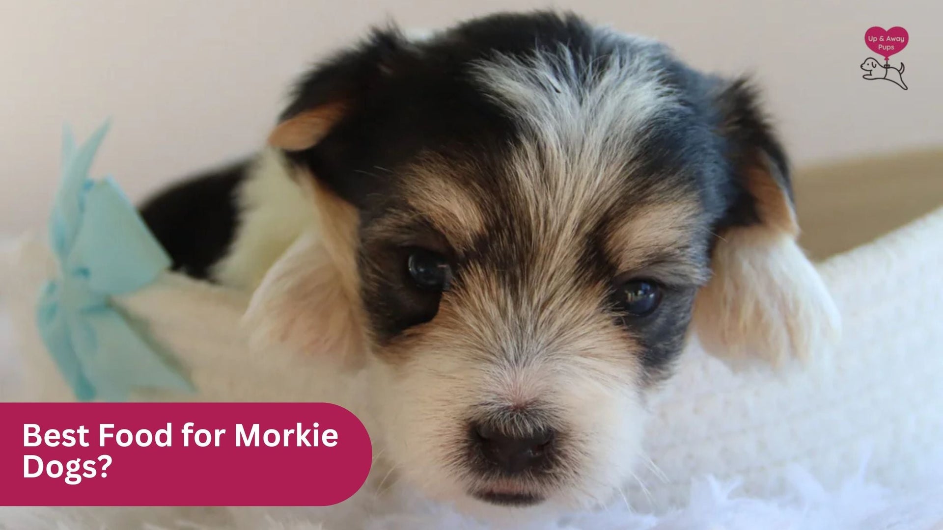 Best Food for Morkie Dogs? Complete Feeding Guide