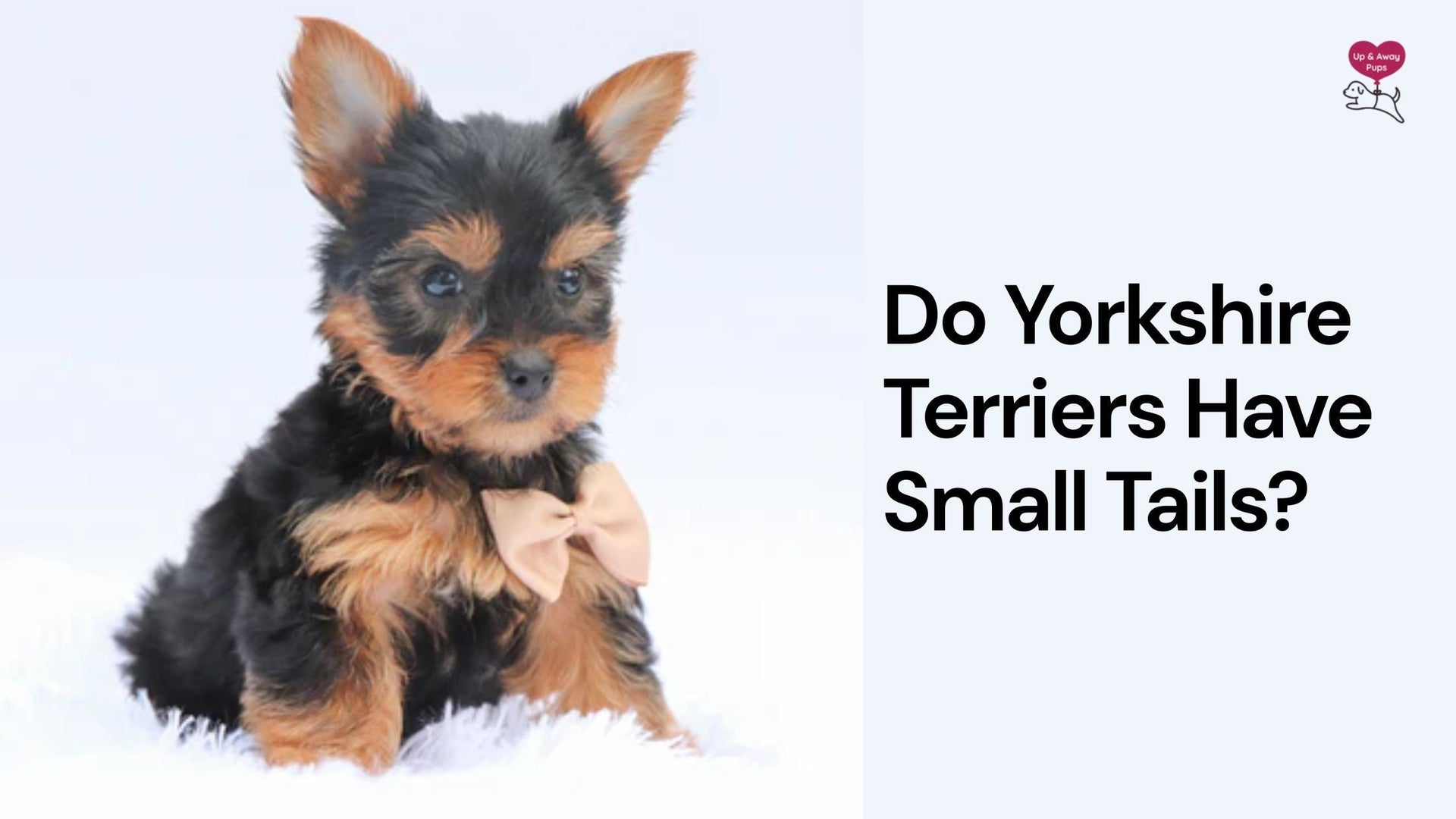 Do Yorkshire Terriers Have Small Tails