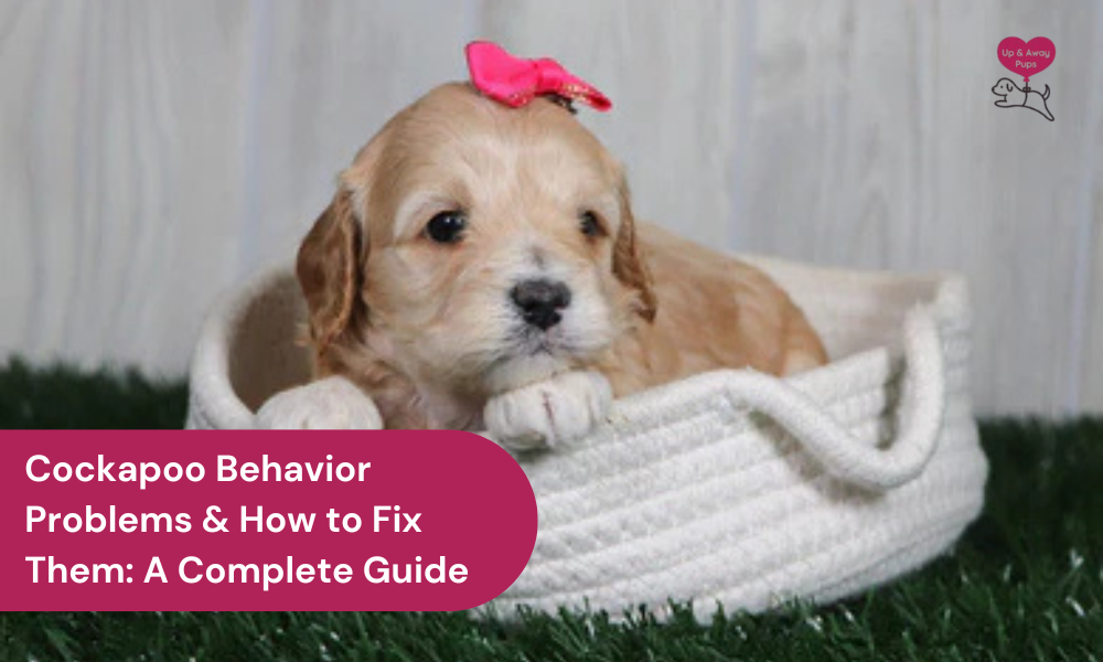 Cockapoo Behavior Problems