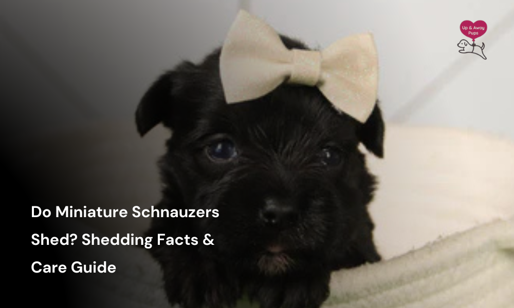 Do Miniature Schnauzers Shed