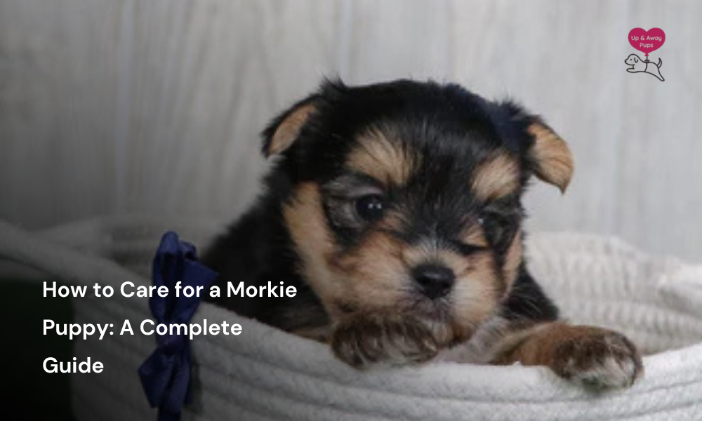 How to Care for a Morkie Puppy: A Complete Guide