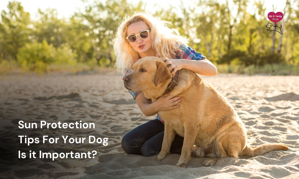 Sun Protection Tips For Your Dog