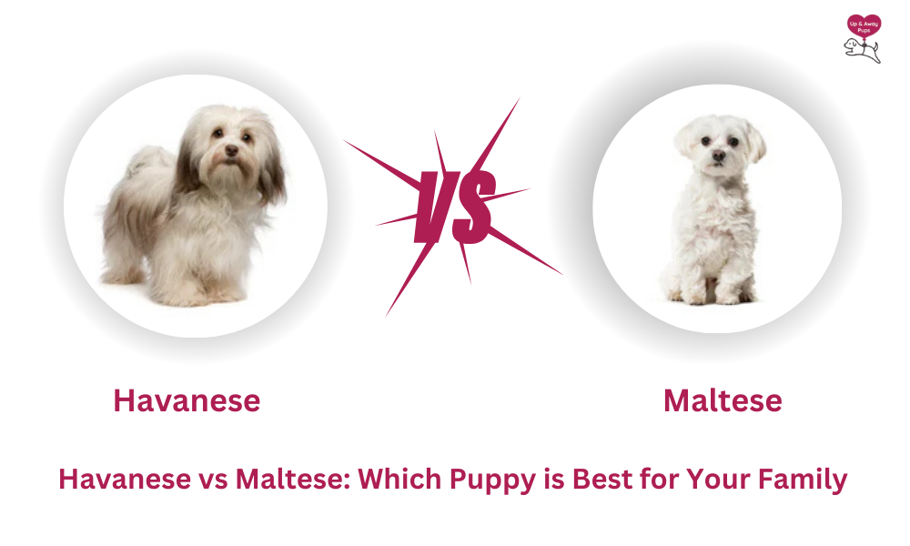 Havanese vs Maltese