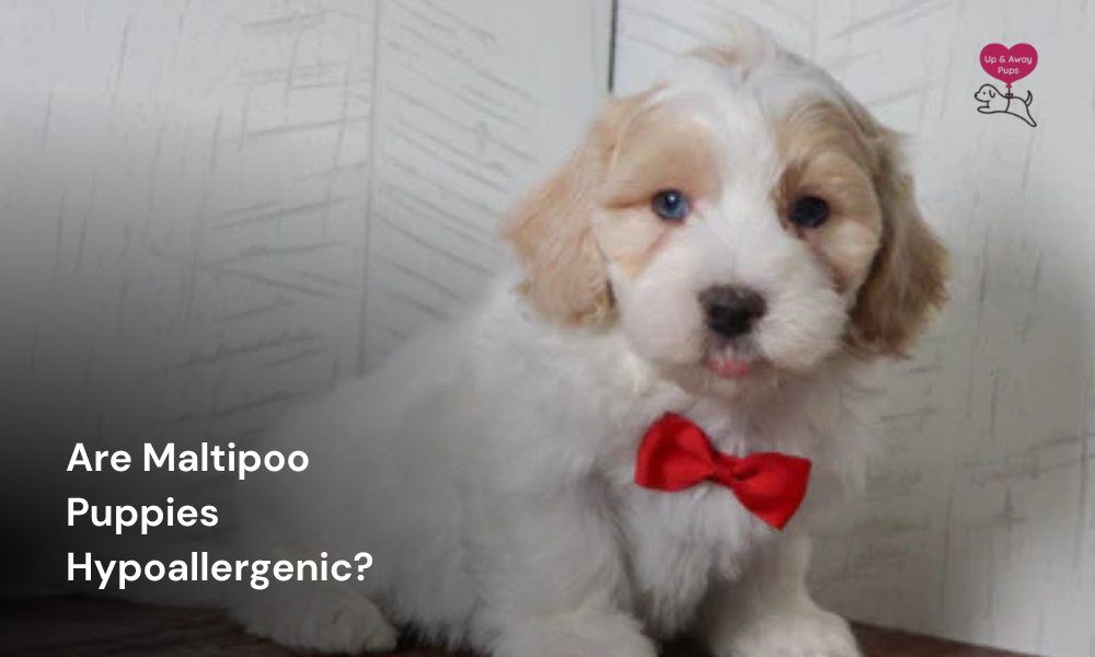 Are Maltipoo Puppies Hypoallergenic
