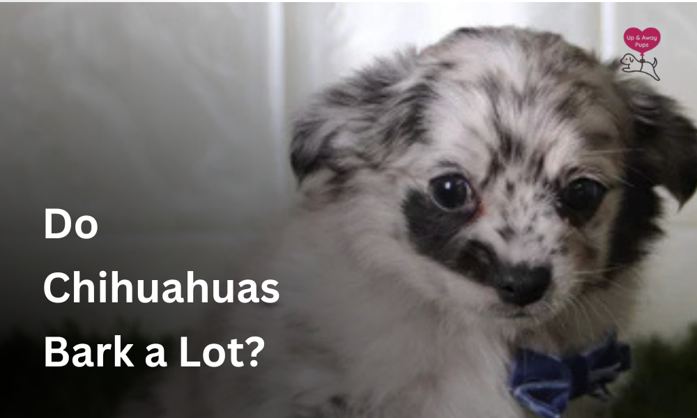 Do Chihuahuas Bark a Lot