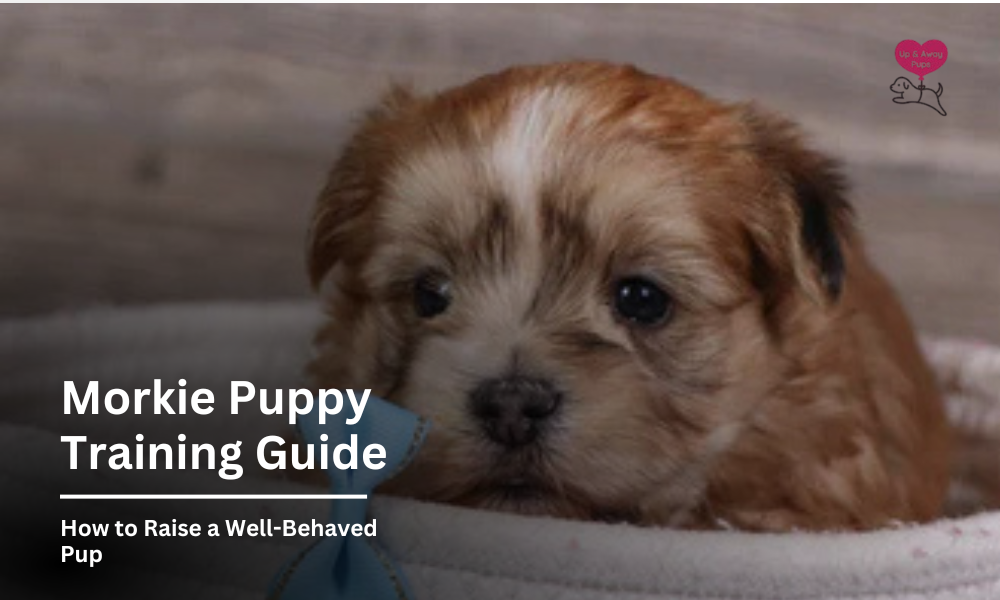 Morkie Puppy Training Guide