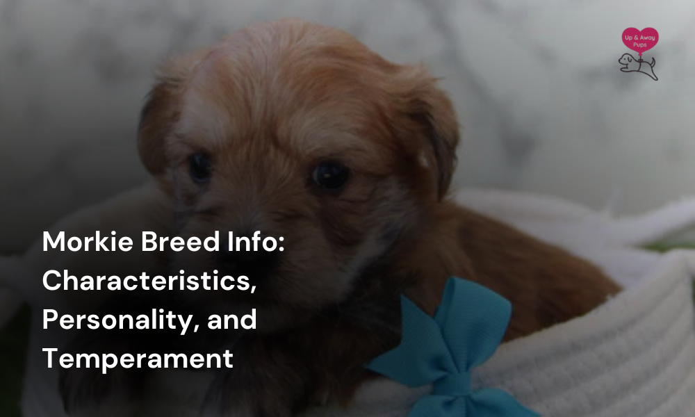 Morkie Breed Information