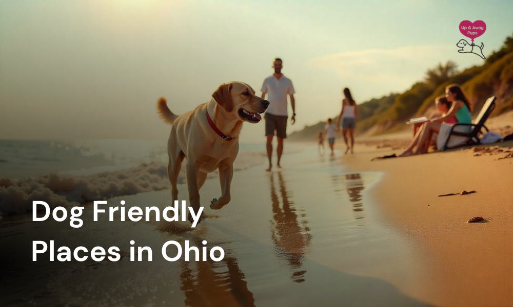 Dog Friendly Places in Ohio