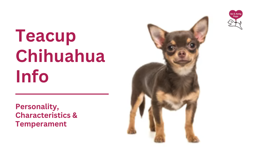 Teacup Chihuahua personality