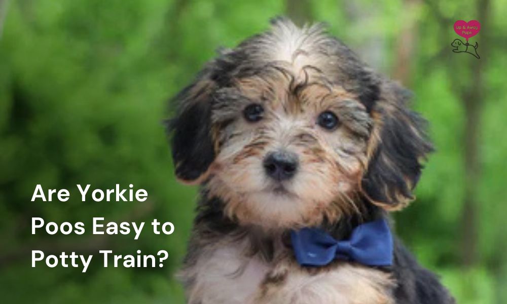 Are Yorkie Poos Easy to Potty Train