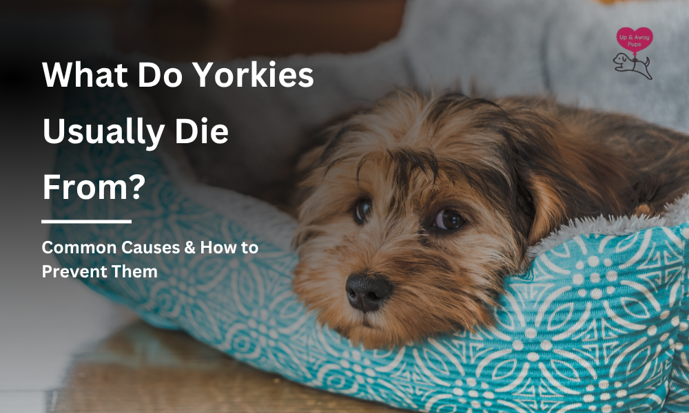 What Do Yorkies Usually Die From