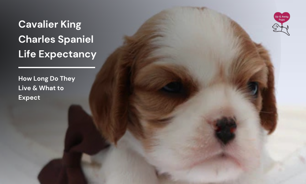 Cavalier King Charles Spaniel Life Expectancy