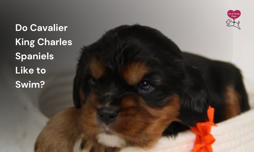 Do Cavalier King Charles Spaniels Like to Swim