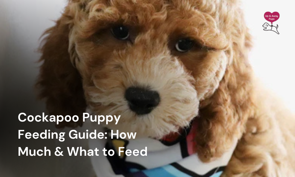 Cockapoo Puppy Feeding Guide
