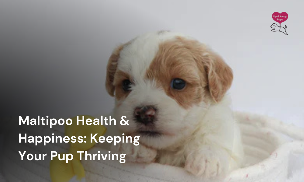 Maltipoo Health & Happiness
