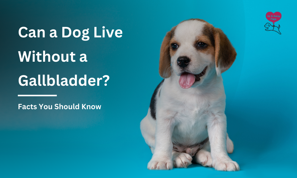 Can a Dog Live Without a Gallbladder
