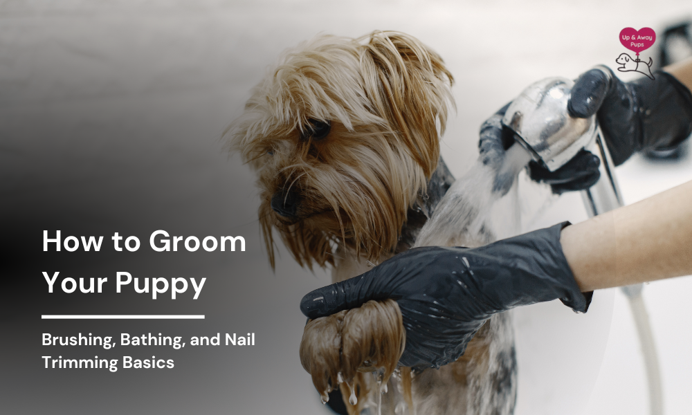 How to Groom Your Puppy