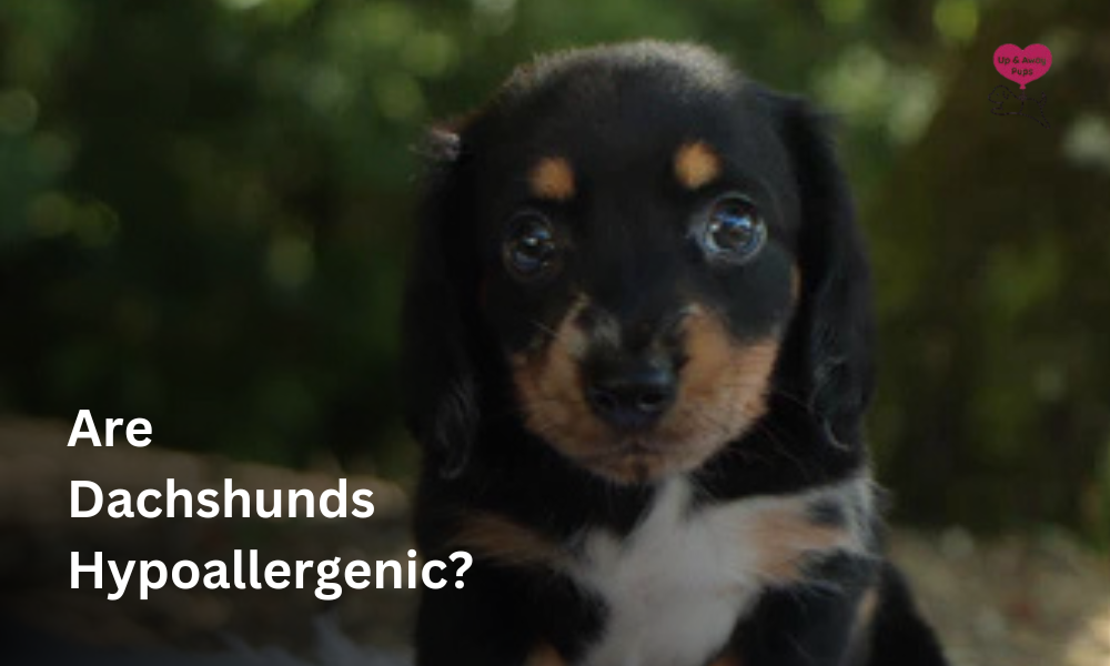 Are Dachshunds Hypoallergenic
