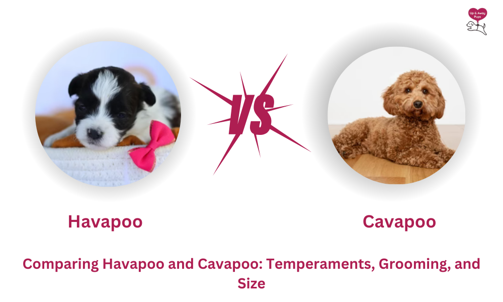 Comparing Havapoo and Cavapoo