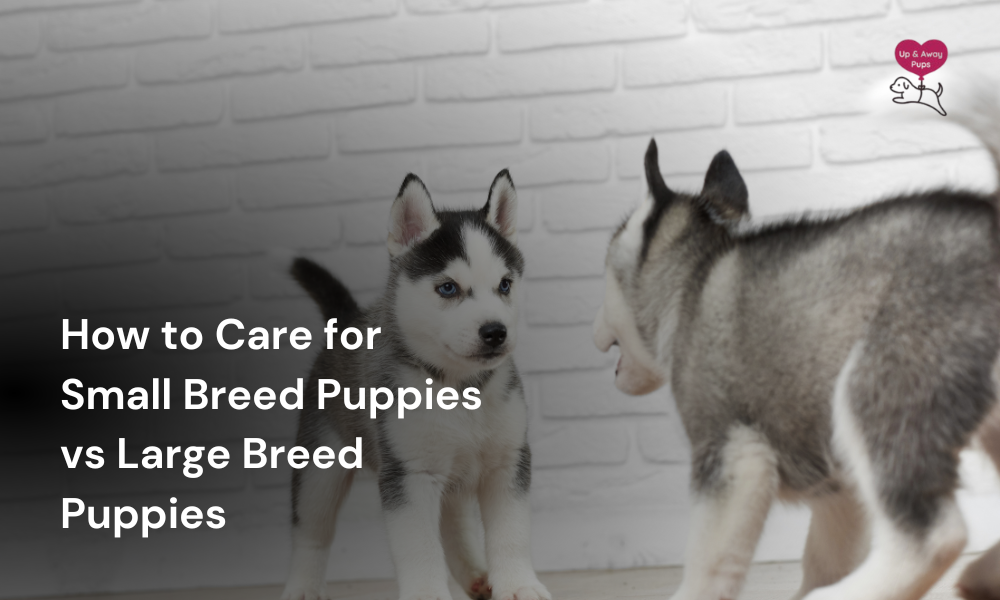 How to Care for Small Breed Puppies vs Large Breed Puppies