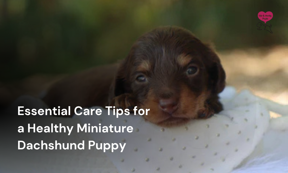 Essential Care Tips for a Healthy Miniature Dachshund Puppy