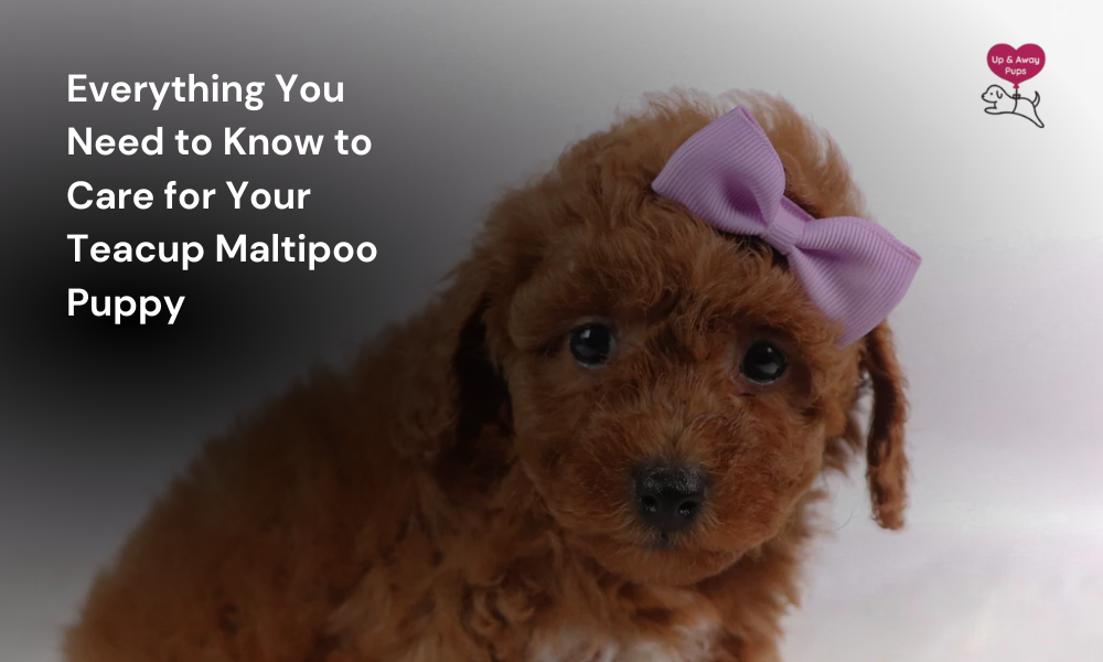 Everything You Need to Know to Care for Your Teacup Maltipoo Puppy