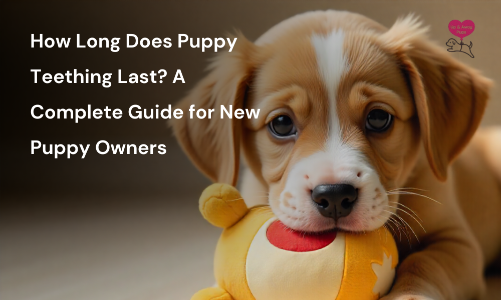 How Long Does Puppy Teething Last