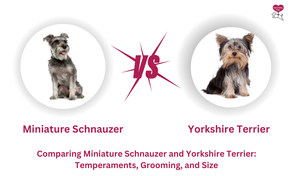 Miniature Schnauzer vs Yorkshire Terrier