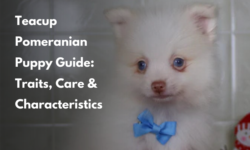 Teacup Pomeranian Puppy Guide: Traits, Care & Characteristics