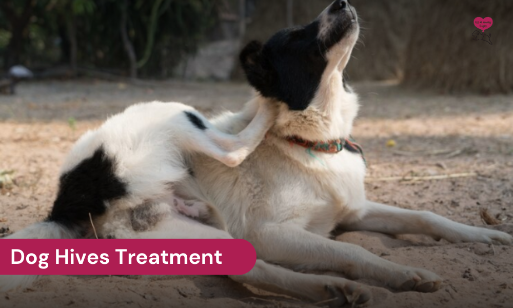 dog hives treatment