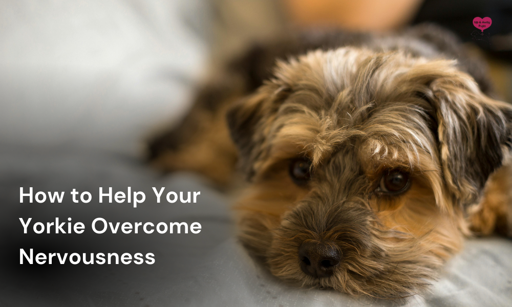 nervousness in yorkies terrier