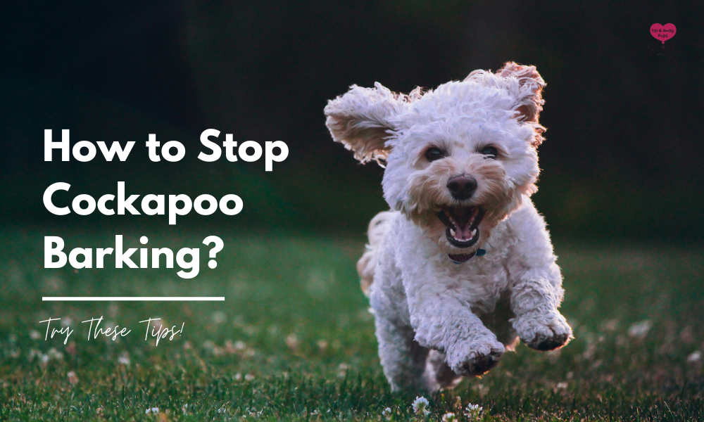 stop cockapoo barking