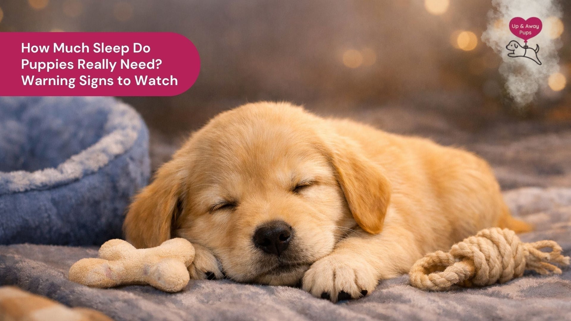 How Much Sleep Do Puppies Really Need? Warning Signs to Watch