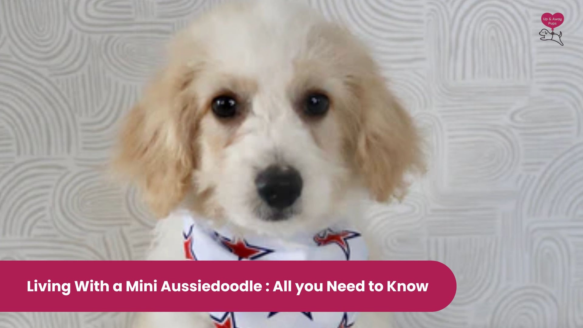 Living with a mini aussiedoodle