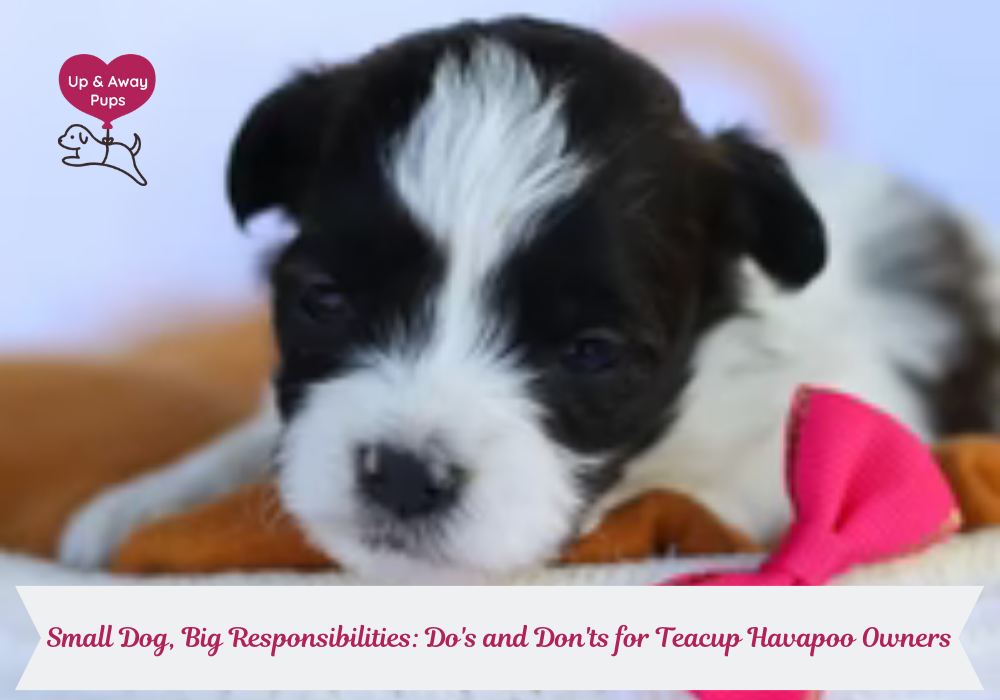 Teacup Havapoos puppies