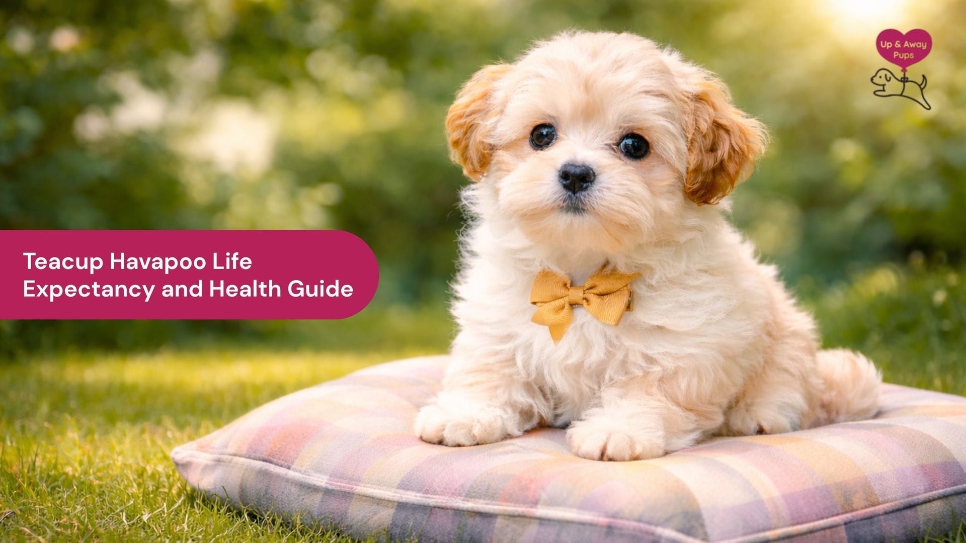 Teacup Havapoo Life Expectancy and Health Guide