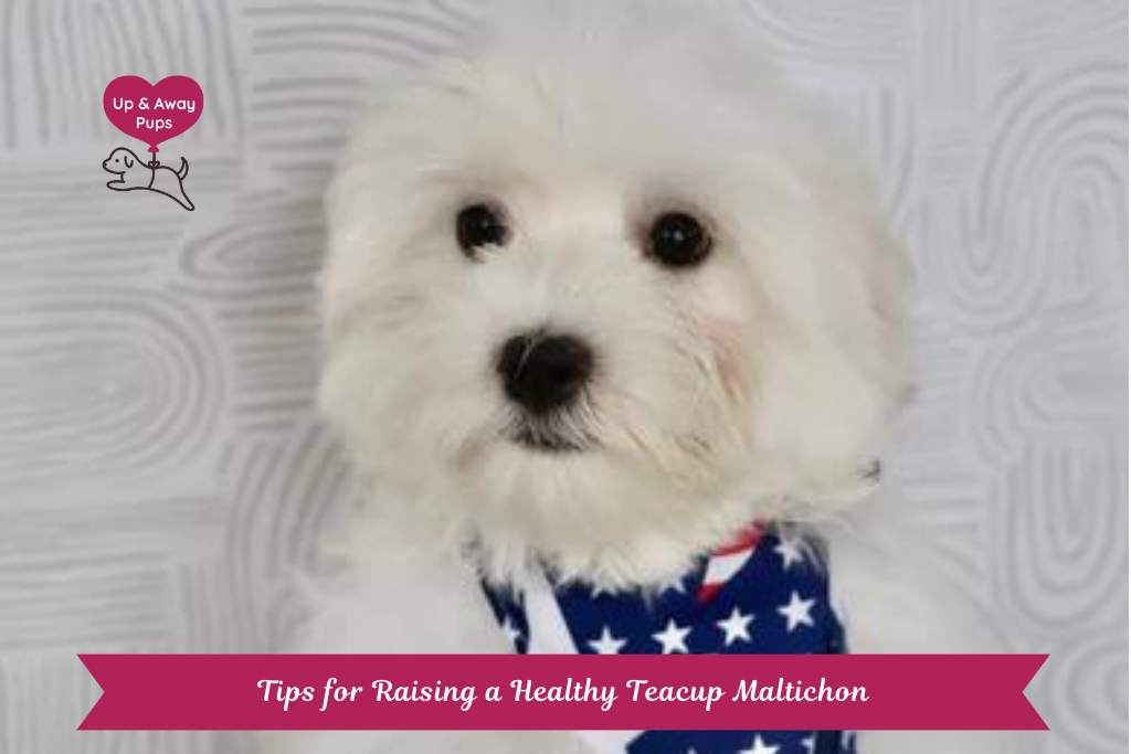 Teacup Maltichon