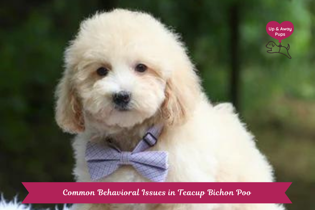 Teacup Bichpoo Puppy