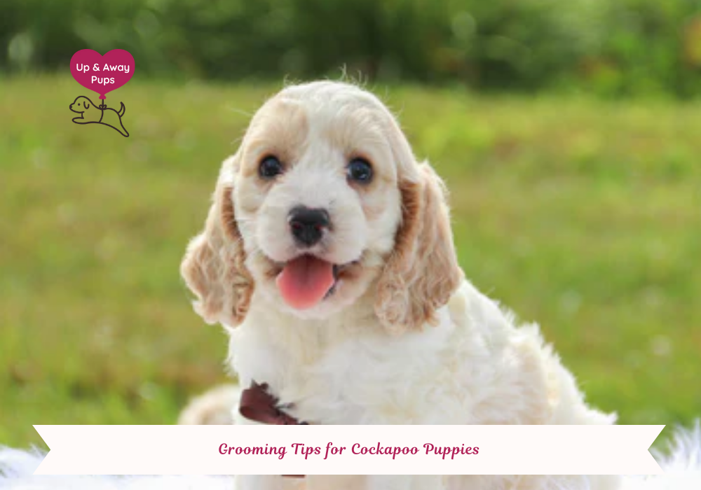 Cockapoo puppies