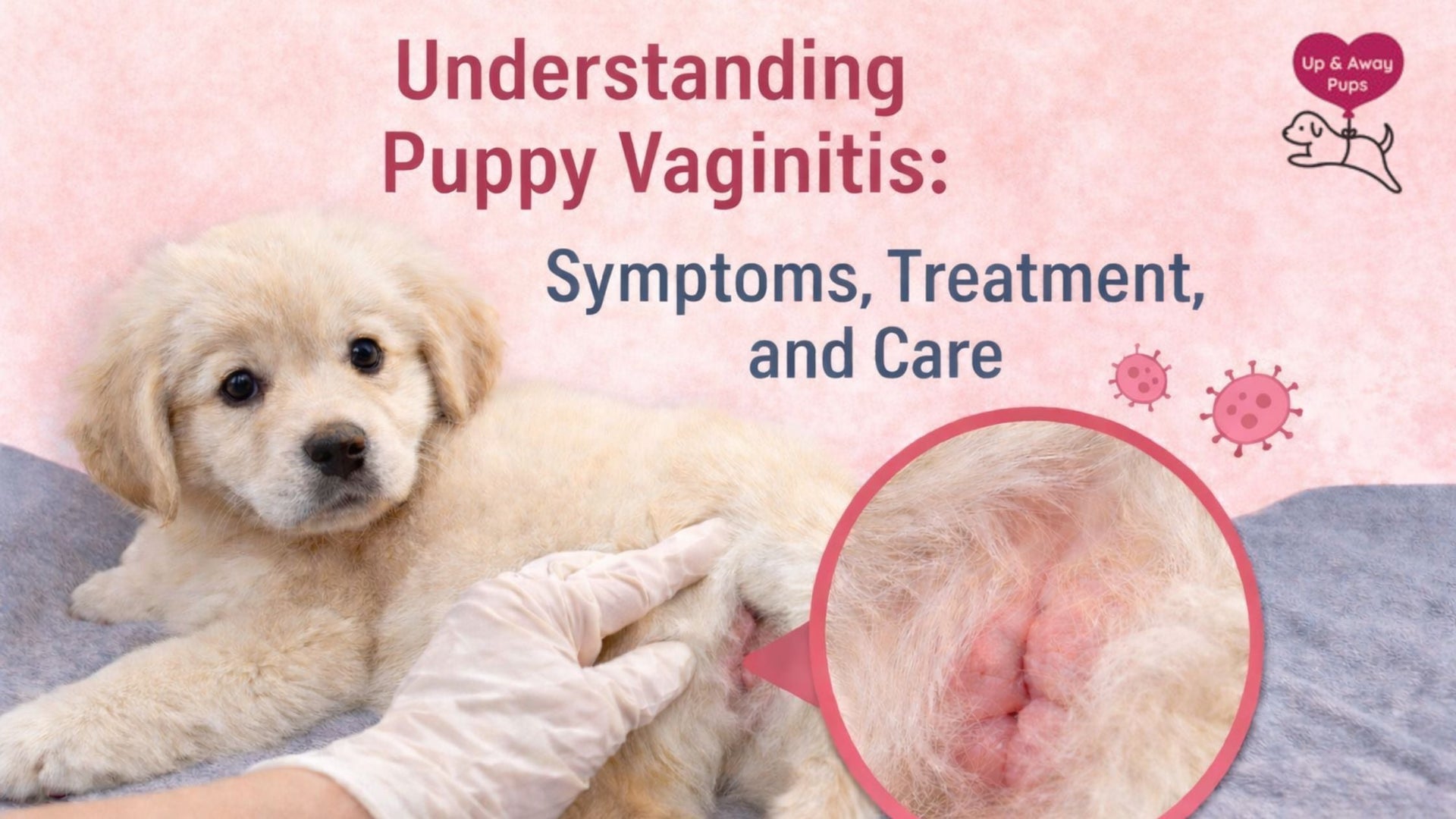 Understanding Puppy Vaginitis: Symptoms, Treatment, and Care