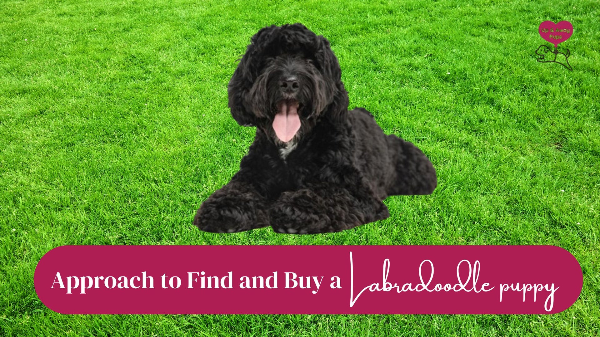 Smart Approach to Find and Buy a Labradoodle Puppy