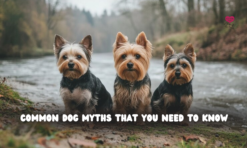 Common Dog Myths That You Need to Know